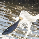 a trout in midair between the tanker truck and the water at C.J. Strike Reservoir during a trout release in March 2026.