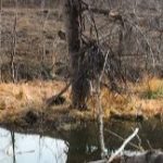 Landscape photo with water in the foreground, some dry grass and hillside behind, and a log laying in the water.