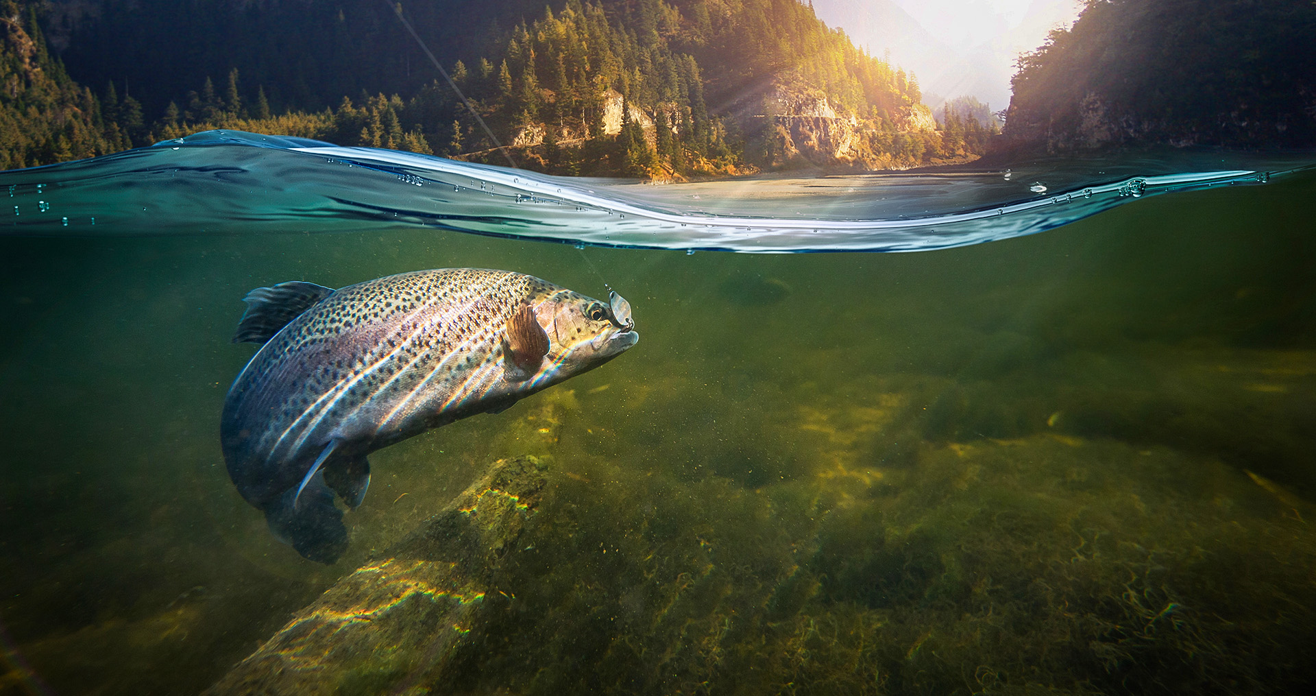 a fish on a line underwater