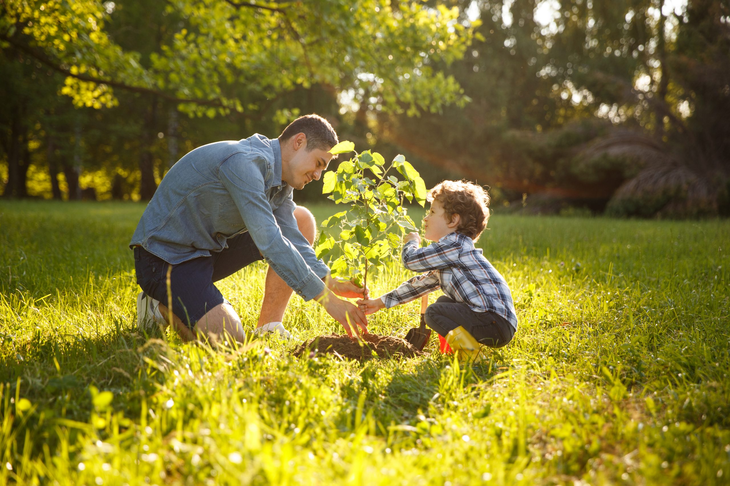 Dad and son planting a tree