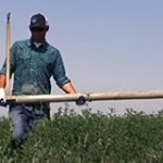 Ag worker carrying an irrigation pipe horizontally in the field