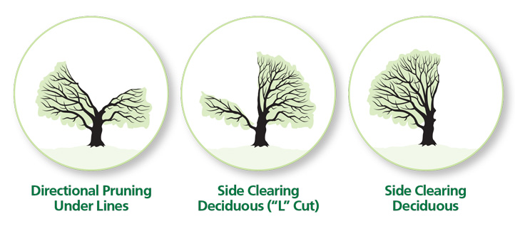 examples of different types of tree trimming, including Y-shaped cuts, L-shaped cuts, and side cuts